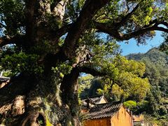 -杨家堂村