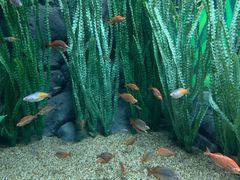 -上海海洋水族馆