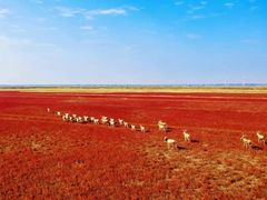 -黄海国家森林公园