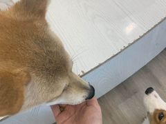 -浣熊柯尔鸭土拨鼠·电玩咖