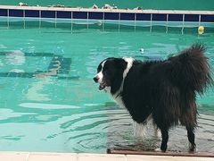 -趣玩宠物乐园寄养训犬训狗游泳池