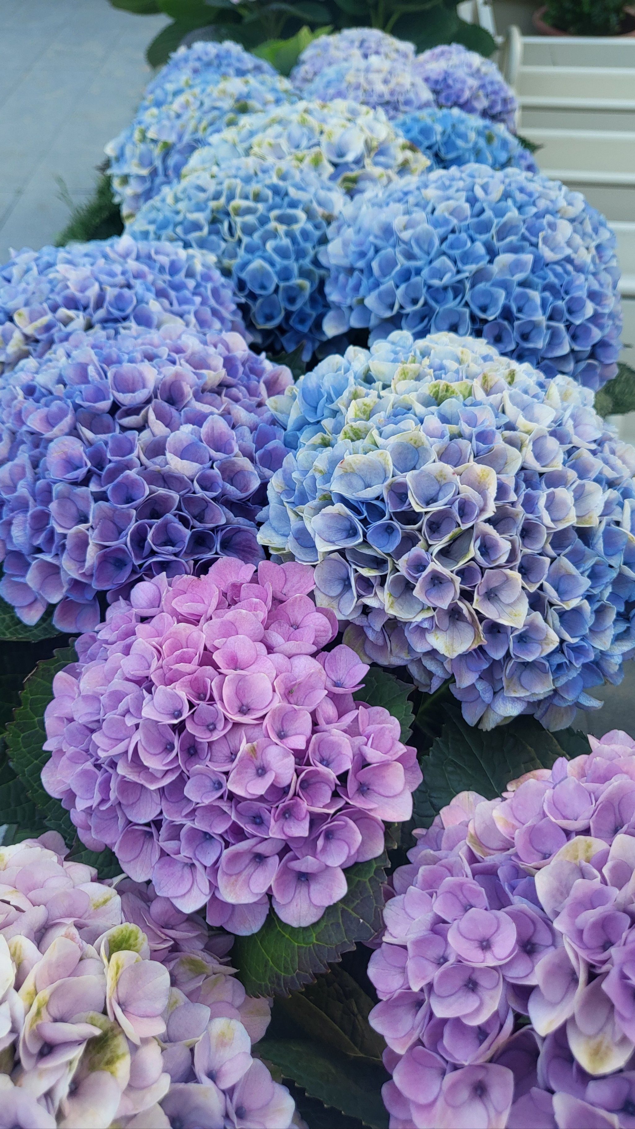 绣球花,繁花似锦,绽放出美丽的承诺