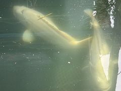 -蓝湾碧波·老字号·疍家非遗海上餐厅