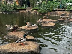 -海南热带野生动植物园