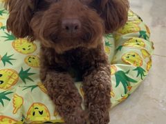 -派多格宠物·购宠(靛厂路店)