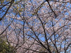-高东镇樱花园