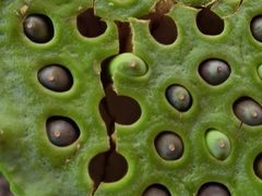 -上海市保健医疗中心