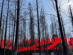 -东平国家森林公园