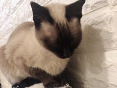 -平行世界·猫咖(首经贸店)