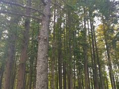 -日照海滨国家森林公园