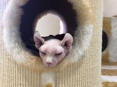 -藏猫猫咖啡主题馆(中央大道店)