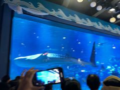 -烟台海昌鲸鲨海洋公园