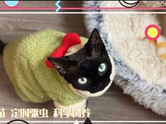 -山宅一喵德文卷毛猫舍
