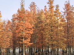 -白鹭湾湿地公园