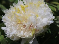 -曹州百花园