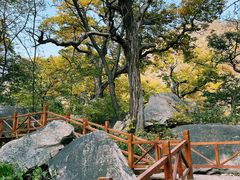 -大岭沟猕猴桃谷风景区