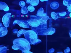 -乌鲁木齐海洋馆
