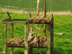 -合肥野生动物园