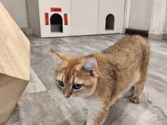 -楼上猫咖(罗湖店)