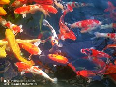 -顺德了能馆(虎门店)