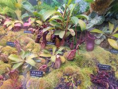 -中国科学院西双版纳热带植物园