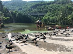 -西双版纳原始森林公园