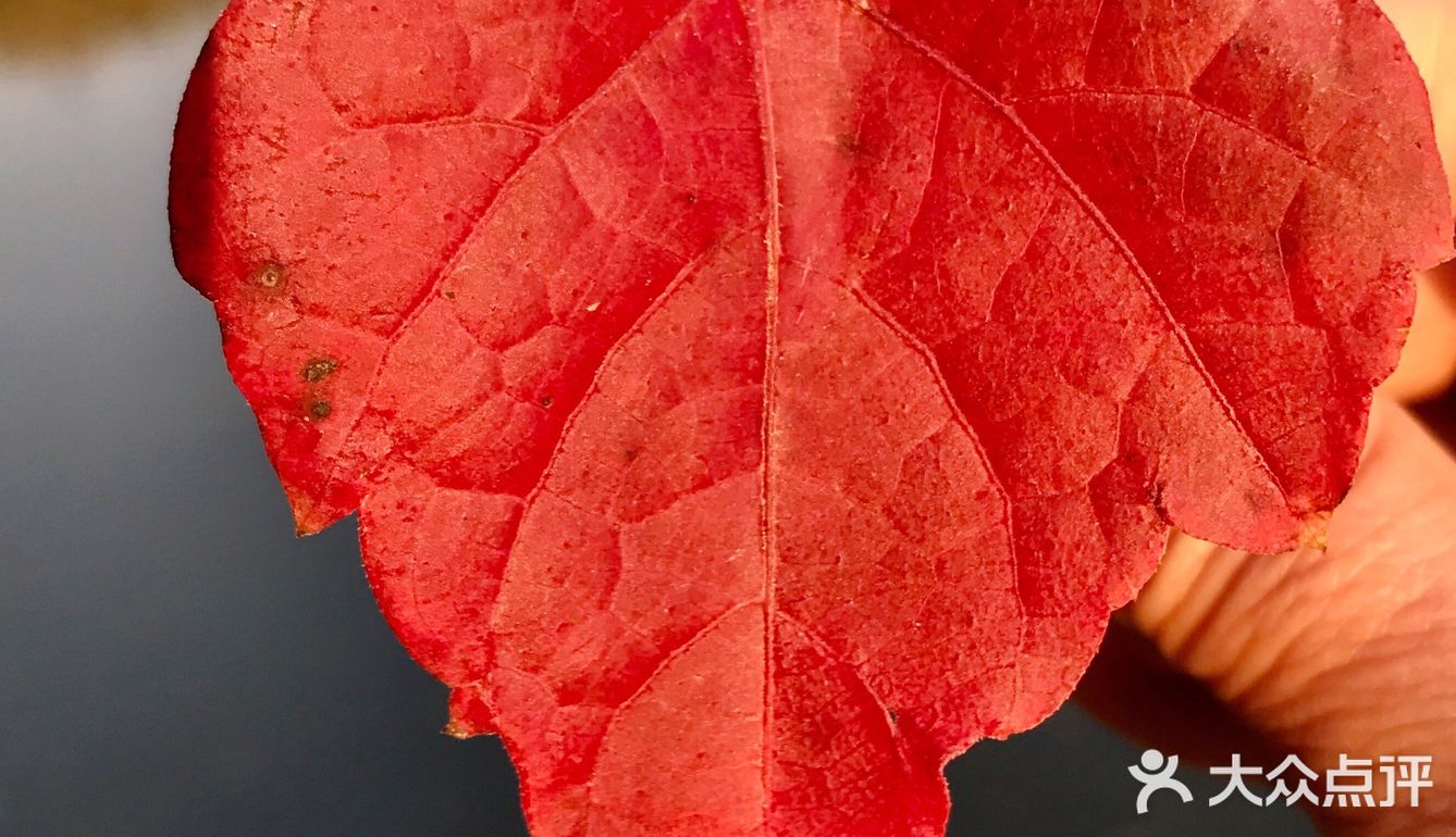 红叶🍁