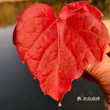 红叶🍁