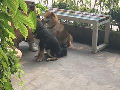 -柴犬高等学院·狗咖·柴犬售卖·宠物训练
