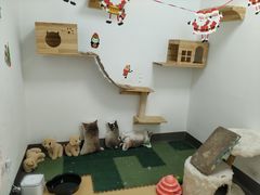-伟伟宠物医院·瑞派猫友好医院·猫科(光谷店)