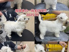 -喜洋洋宠物医院(震川路总店)