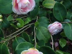 -墨尔本皇家植物园