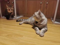 -啵啵喵·猫咖(攀华国际店)