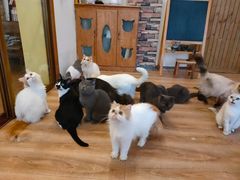 -猫的茶·猫咖