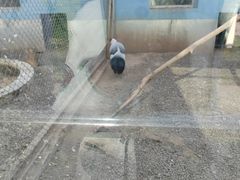 -青藏高原野生动物园