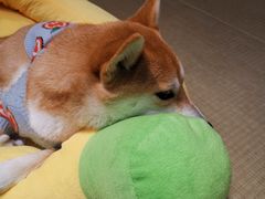 -逗柴咖啡屋·狗咖猫咖宠物桌游