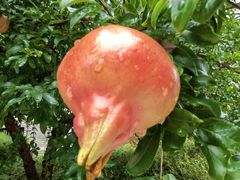 -威海大水泊国际机场