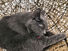 -飞行喵MR PILOT|猫舍·猫咖(静安大融城店)