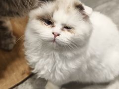 -楼上猫咖(罗湖店)