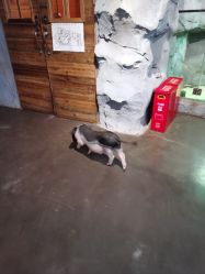 -Zoolung Zoolung动物主题公园(海信广场店)