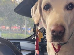 -瑞派康怡24h宠物医院·犬猫医疗中心·微创绝育(瑞景分院)