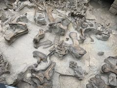 -自贡恐龙博物馆