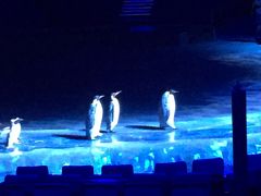 -珠海横琴长隆《卡卡虎奇遇记》