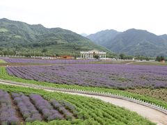 -曲江薰衣草庄园