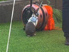 -CAMP.33露营烤肉·团建聚餐(创智天地店)