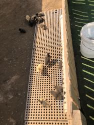 -萌宠亲子动物乐园(槐房万达店)