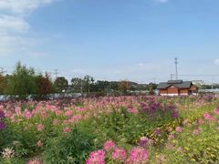 -鹅湖玫瑰文化园