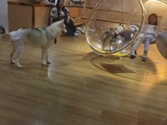 -Husky Go! 哈士奇体验馆·宠物咖啡厅狗咖
