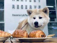 -收获咖啡HARVEST RESERVE(苍山店)