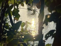 -华侨城湿地公园